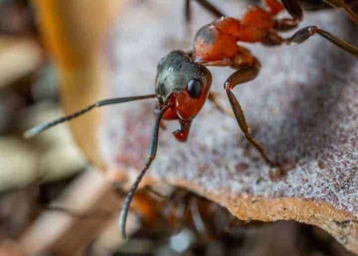 Close up image of ant by Igor Kamelev How to get rid of ants