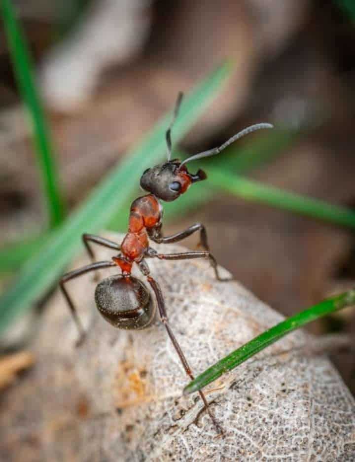 Fire ant by Igor Kamelev How to get rid of ants