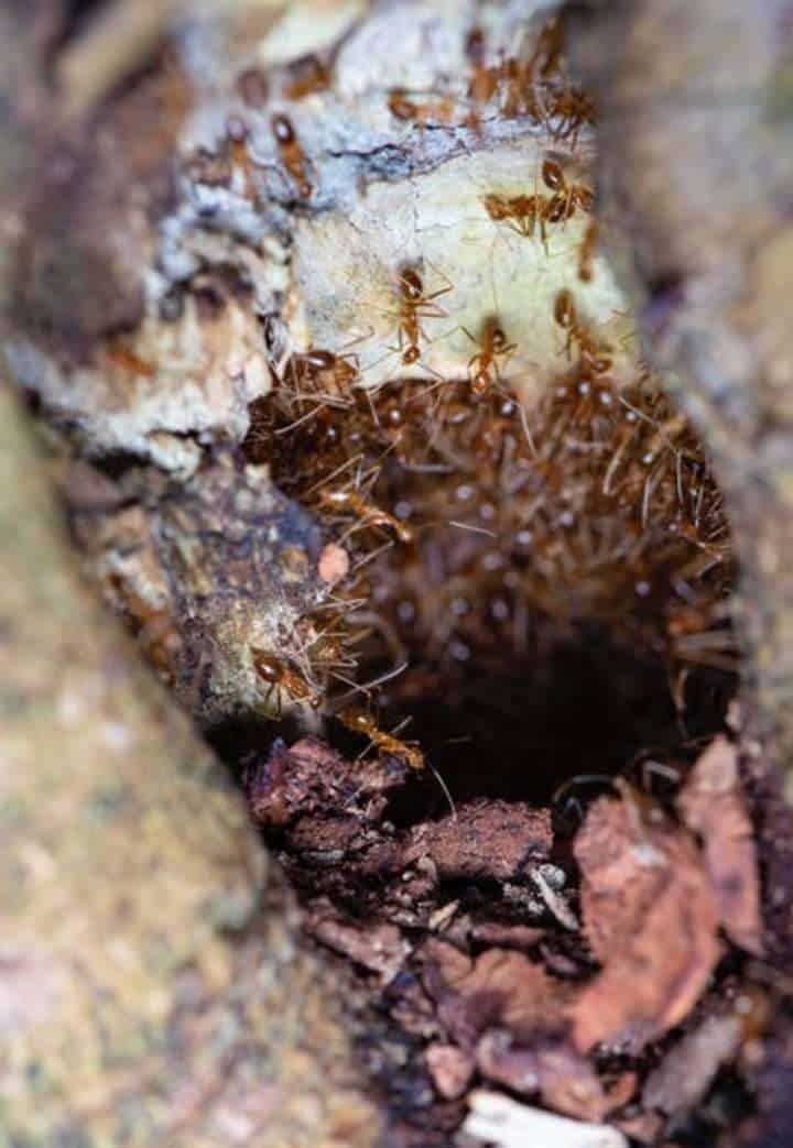 Pharaoh ants by Jimmy Chan How to get rid of ants