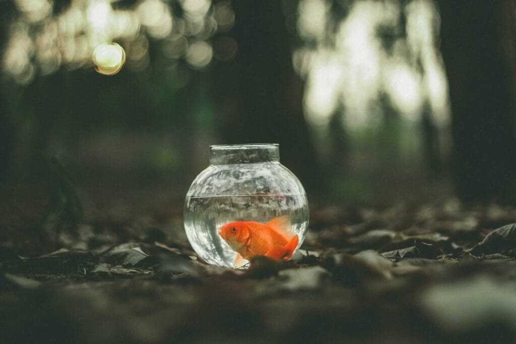 32 Lesser Known Fun Facts About Animals 29 Goldfish