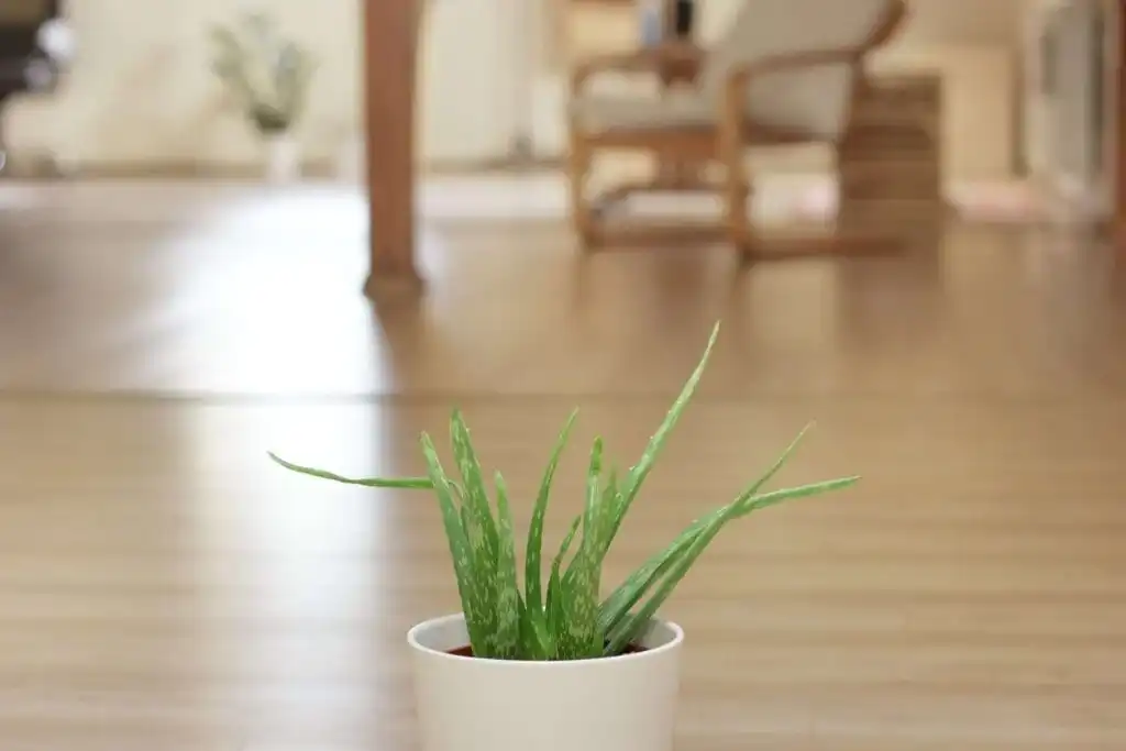 7 Best Health Benefits of Aloe Vera Juice 5 aloe 2926704 1920