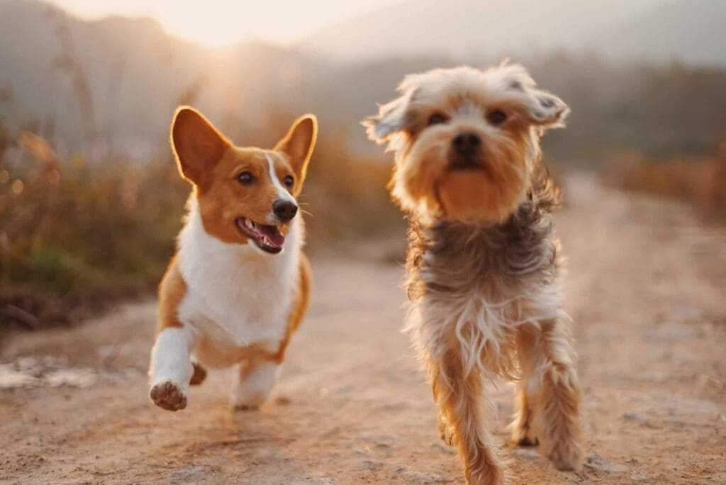32 Lesser Known Fun Facts About Animals 23 Dogs