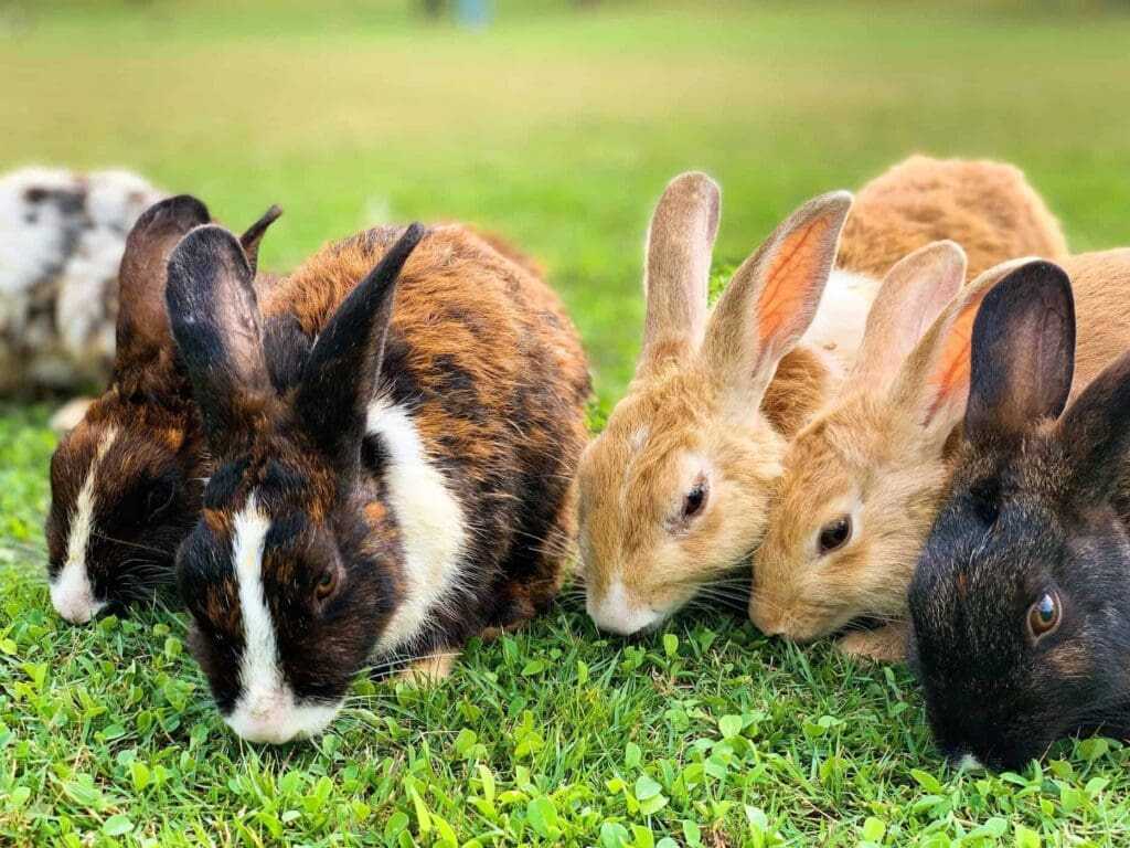 32 Lesser Known Fun Facts About Animals 22 Rabbits