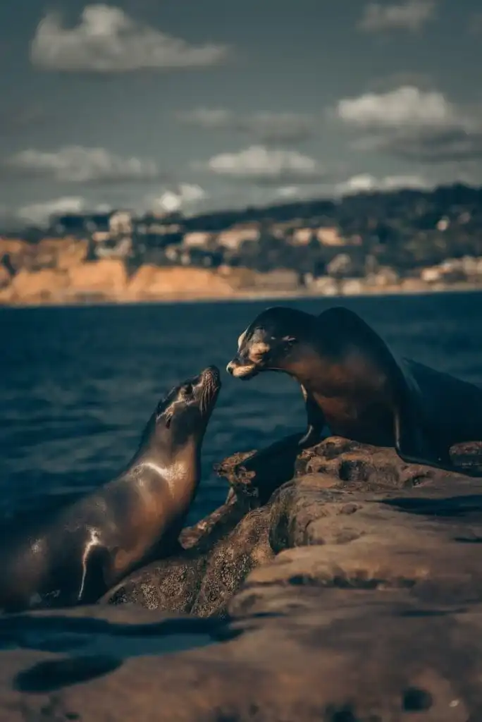 32 Lesser Known Fun Facts About Animals 27 Sea lion