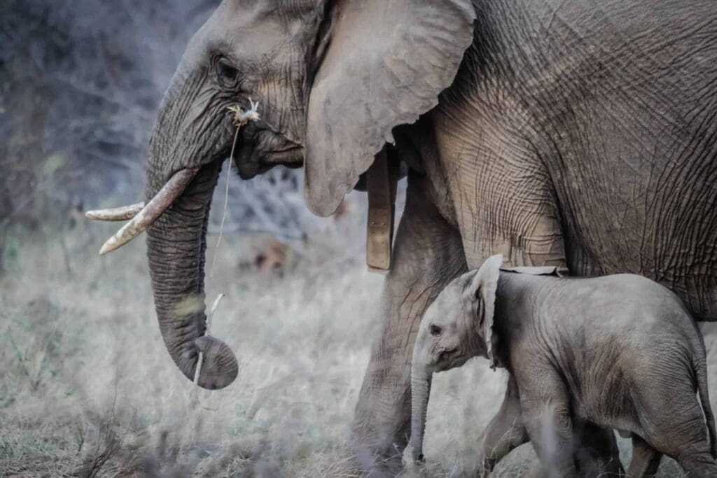 32 Lesser Known Fun Facts About Animals 18 Elephant tooth