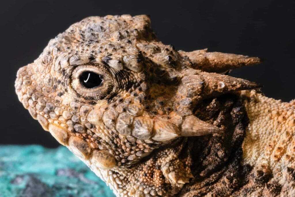 32 Lesser Known Fun Facts About Animals 26 Horned lizard