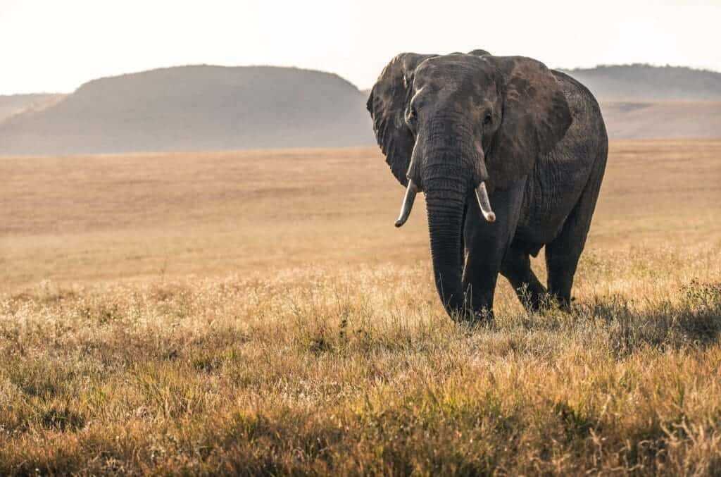 32 Lesser Known Fun Facts About Animals 7 Elephants