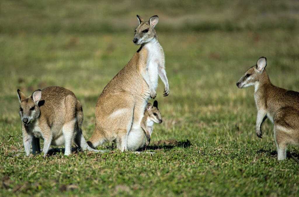 32 Lesser Known Fun Facts About Animals 24 Baby kangaroo