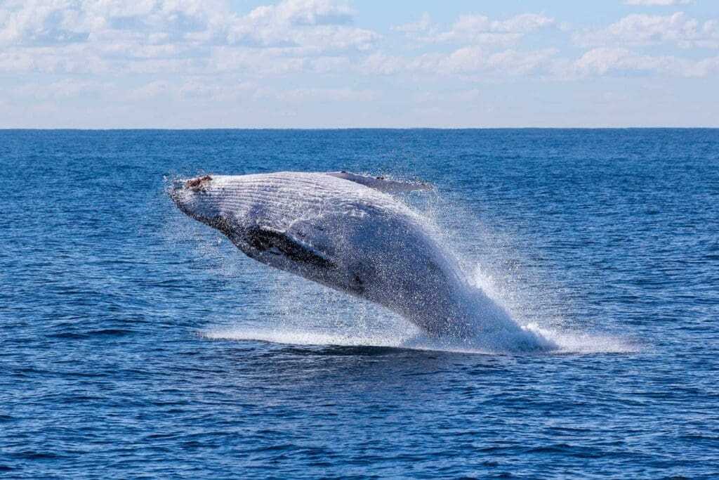 32 Lesser Known Fun Facts About Animals 2 Blue whales