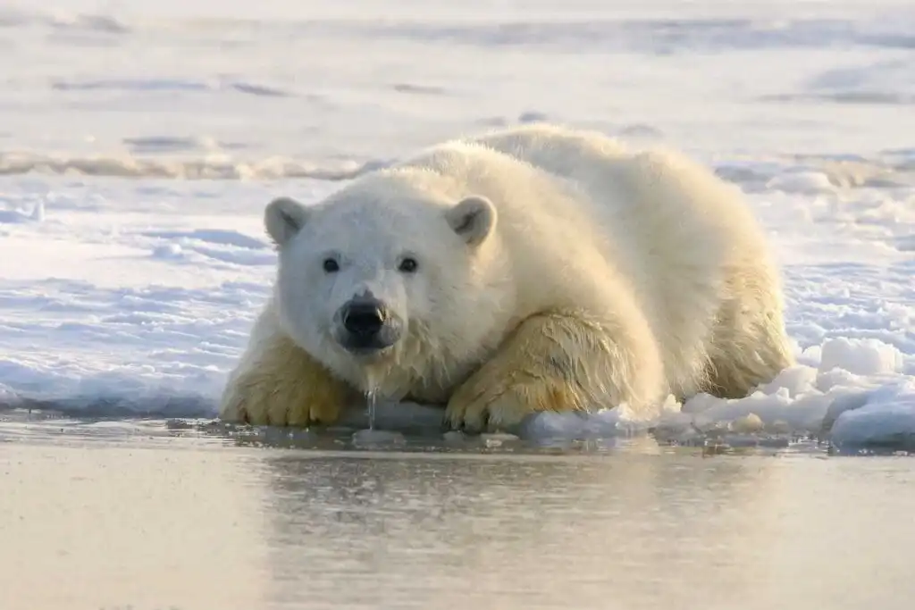 32 Lesser Known Fun Facts About Animals 1 Polar bears