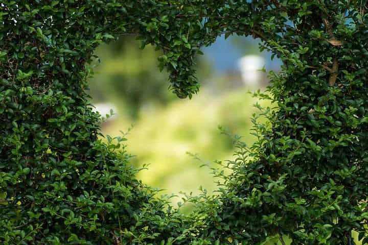 14 Amazing Health Benefits of Spirulina You Didn't Know About 2 Heart