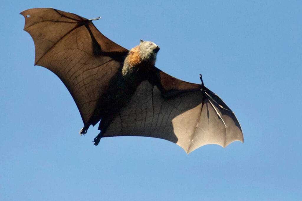 32 Lesser Known Fun Facts About Animals 4 Bats