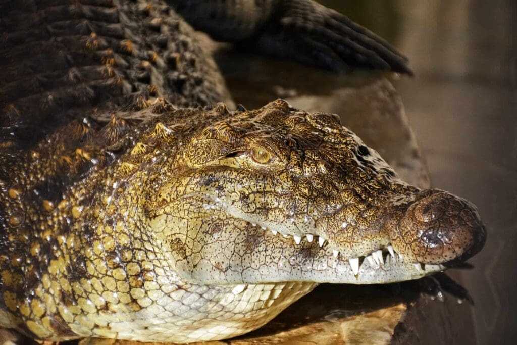 32 Lesser Known Fun Facts About Animals 13 Niles crocodile