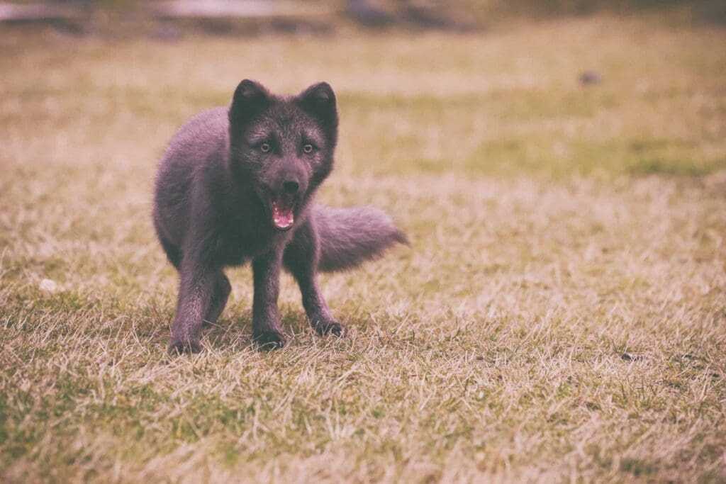 32 Lesser Known Fun Facts About Animals 17 Brown fox