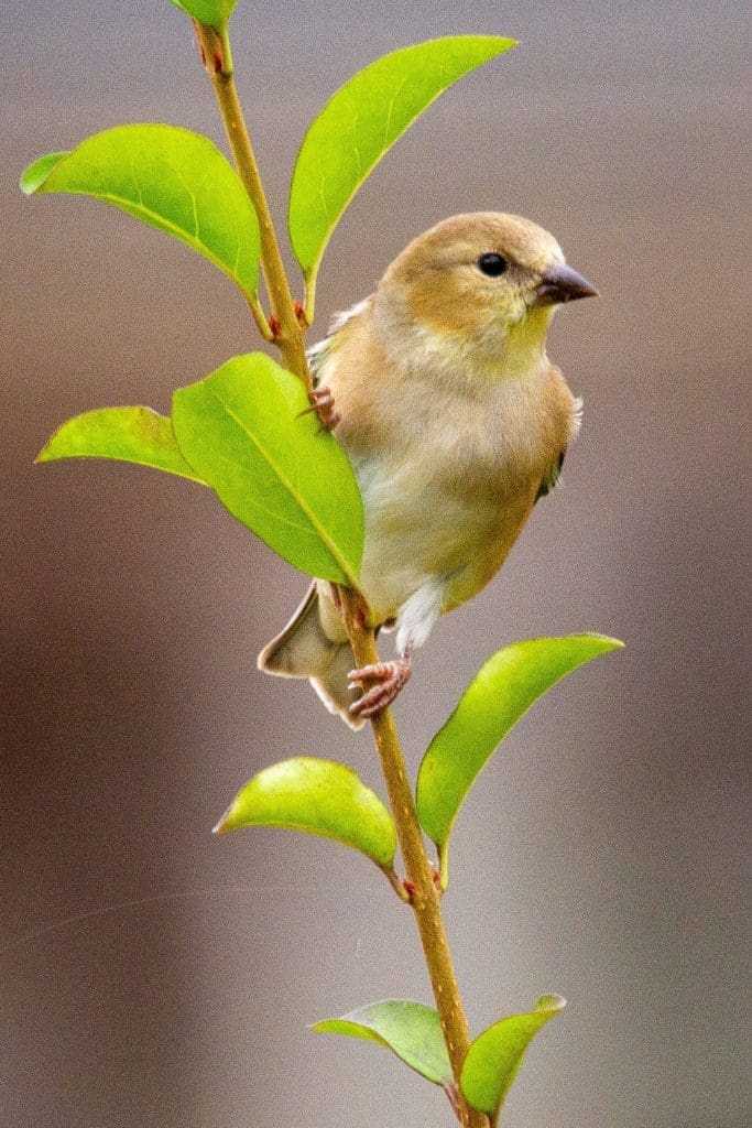 32 Lesser Known Fun Facts About Animals 8 Songbirds