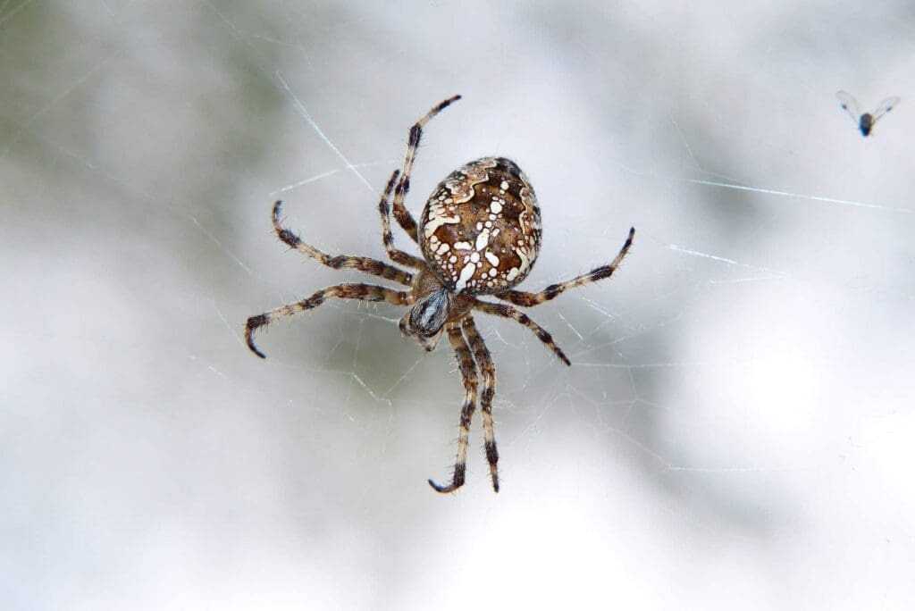 32 Lesser Known Fun Facts About Animals 14 Spiders