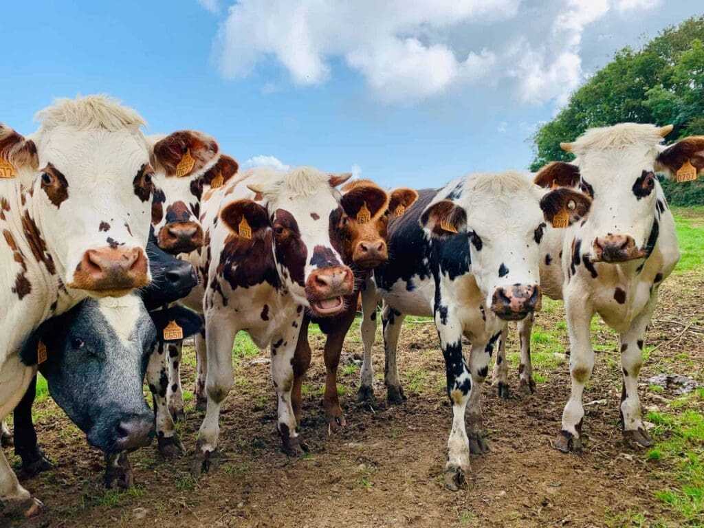 32 Lesser Known Fun Facts About Animals 28 Cows