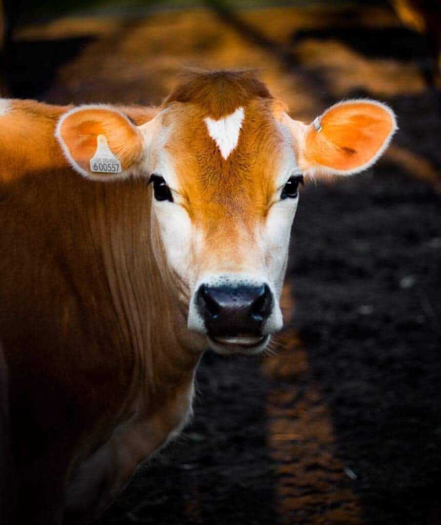32 Lesser Known Fun Facts About Animals 12 Cow