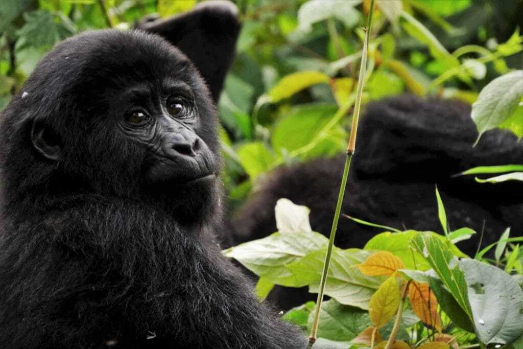32 Lesser Known Fun Facts About Animals 5 Gorillas