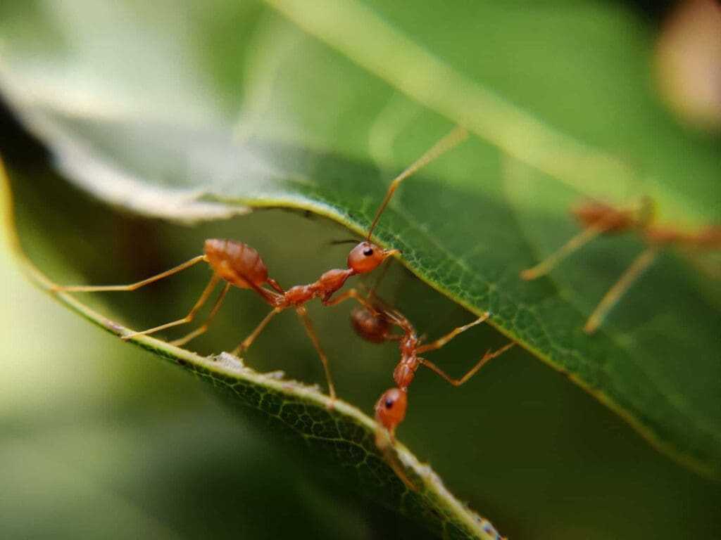 32 Lesser Known Fun Facts About Animals 15 Ants