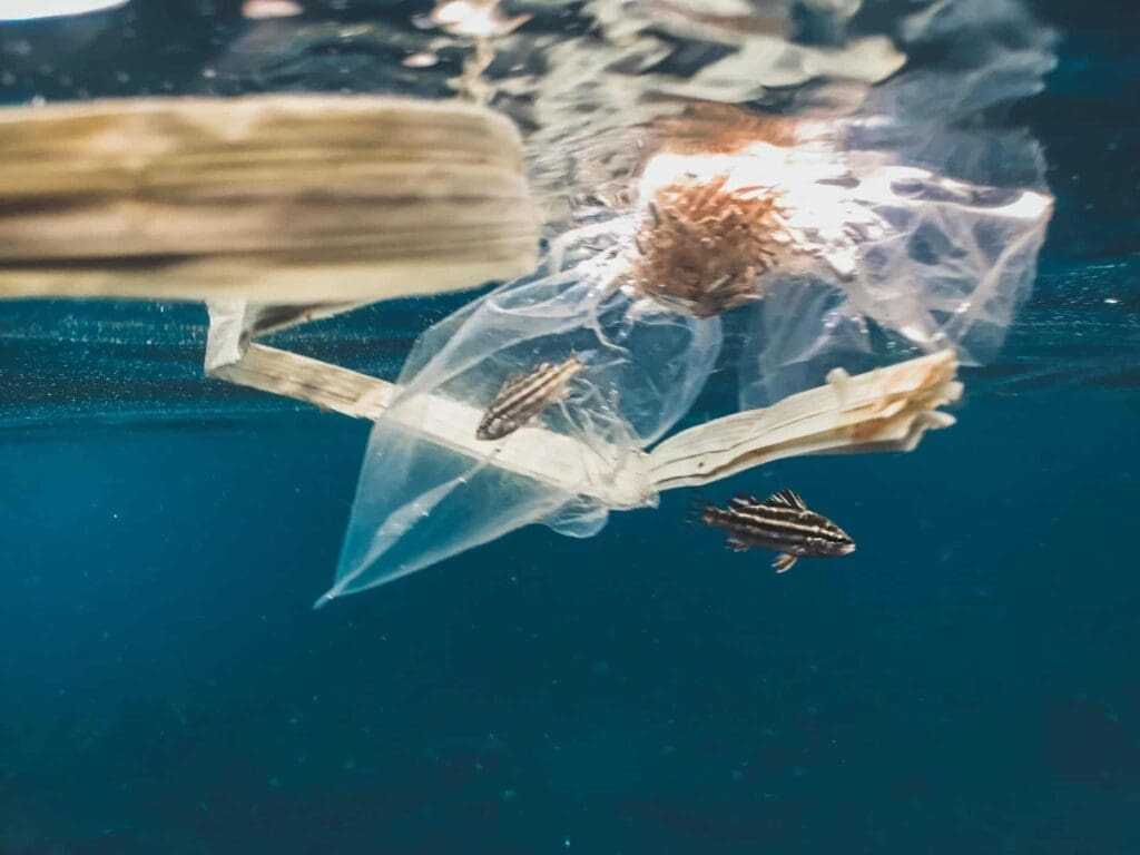What Trash In The Ocean Does To The Aquatic Life: 10 Best Ways To Reduce It 2 Transh in the ocean