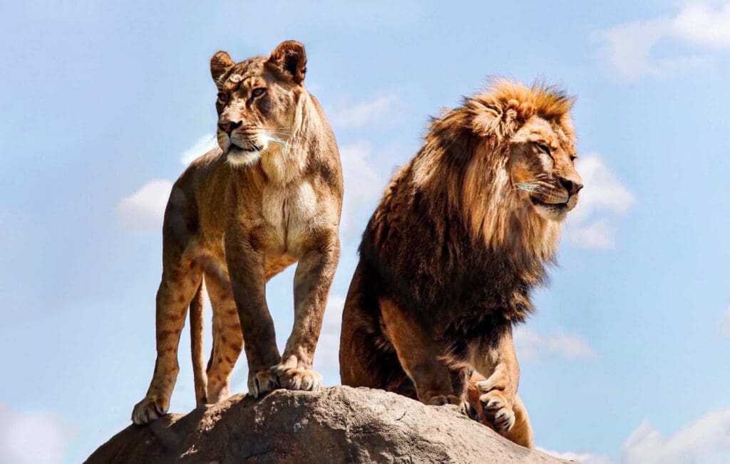 32 Lesser Known Fun Facts About Animals 6 Lioness