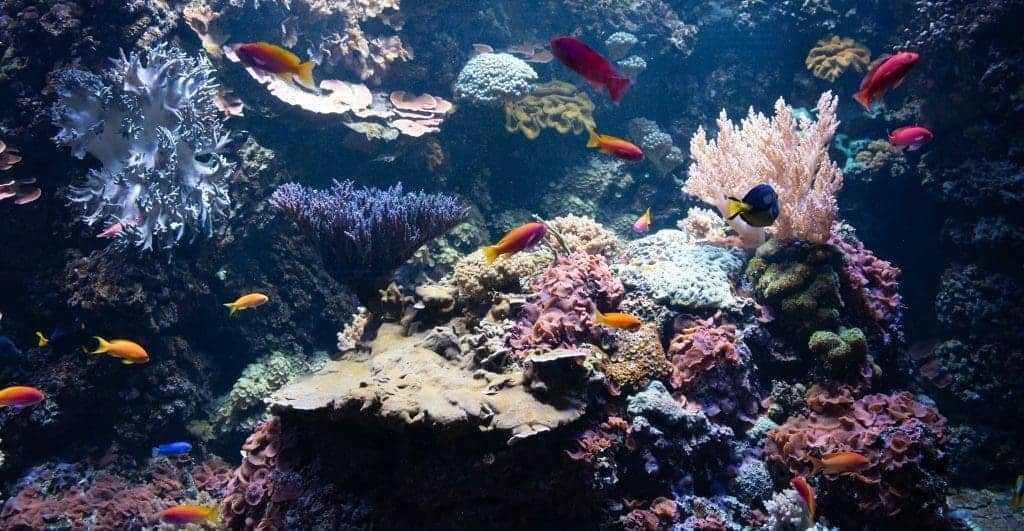 What Trash In The Ocean Does To The Aquatic Life: 10 Best Ways To Reduce It 1 Trash in the ocean affecting aquatic life