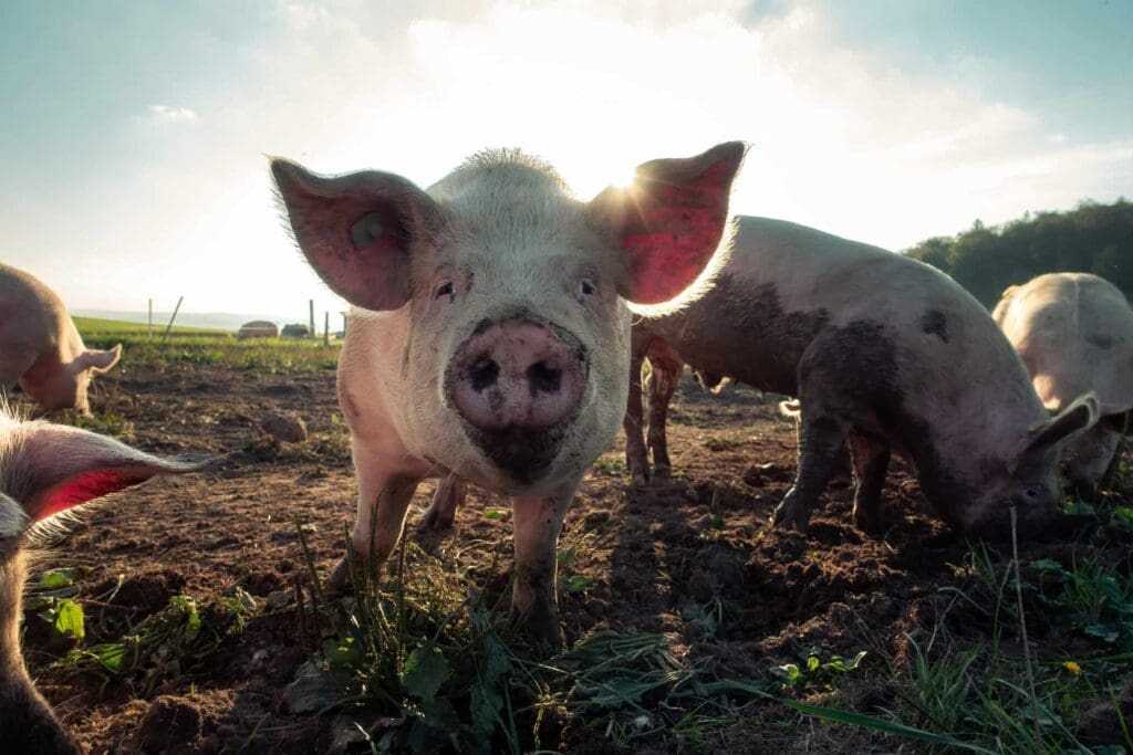 32 Lesser Known Fun Facts About Animals 3 Pigs