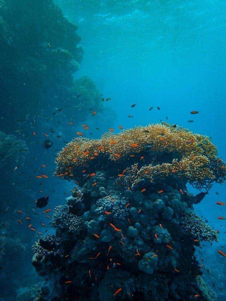 What Trash In The Ocean Does To The Aquatic Life: 10 Best Ways To Reduce It 11 trash in the ocean