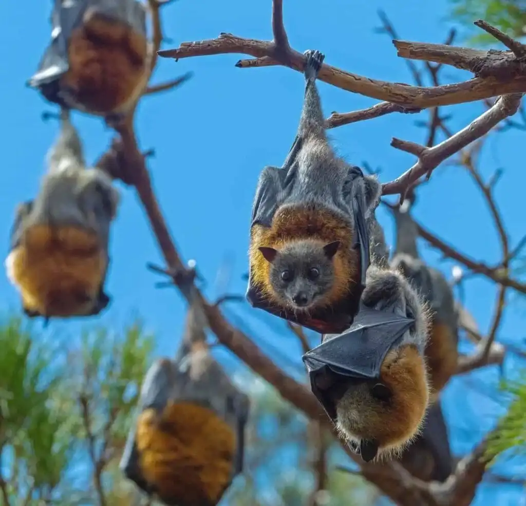 32 Lesser Known Fun Facts About Animals 20 Bats