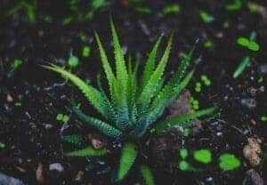 7 Best Health Benefits of Aloe Vera Juice 1 benefits of aloe vera juice