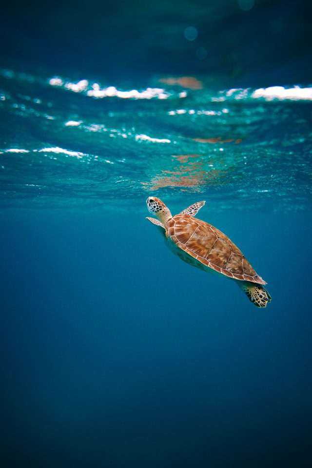 What Trash In The Ocean Does To The Aquatic Life: 10 Best Ways To Reduce It 12 Trash in the ocean