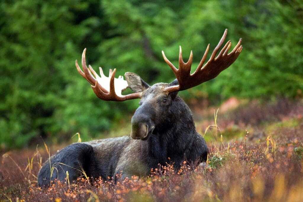 32 Lesser Known Fun Facts About Animals 9 Moose