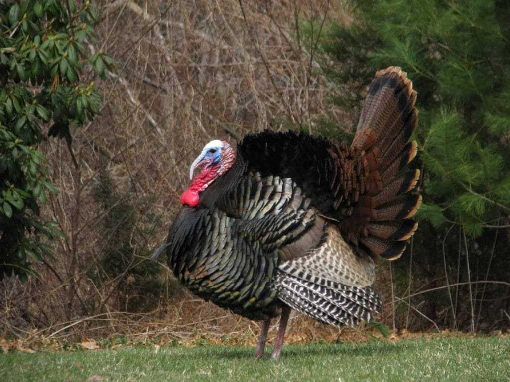 32 Lesser Known Fun Facts About Animals 19 Turkey