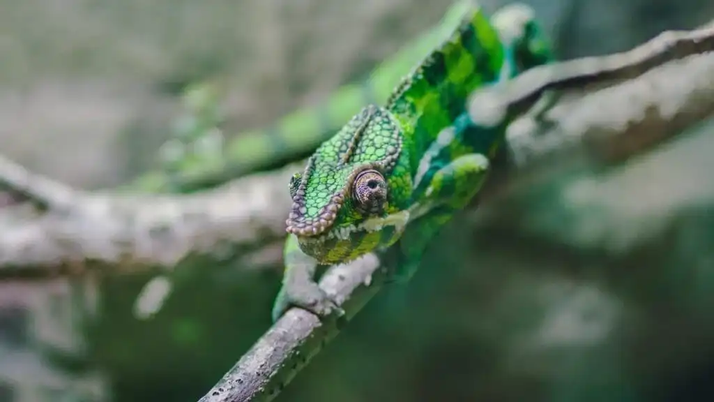 32 Lesser Known Fun Facts About Animals 25 Chameleon