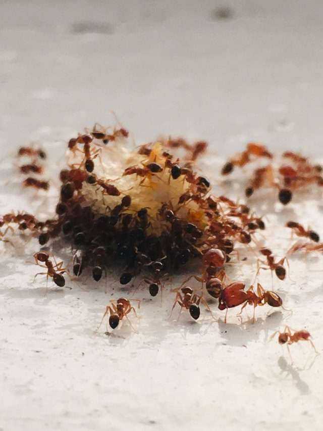 How To Get Rid Of Ants: 5 Effective Ways 1 How to get rid of ants