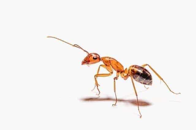 How To Get Rid Of Ants: 5 Effective Ways 2 How to get rid of ants