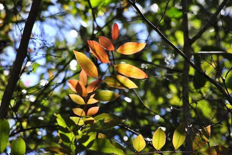 10 Free Things To Do Gulf Shores Al 4 Graham Creek Nature Preserve