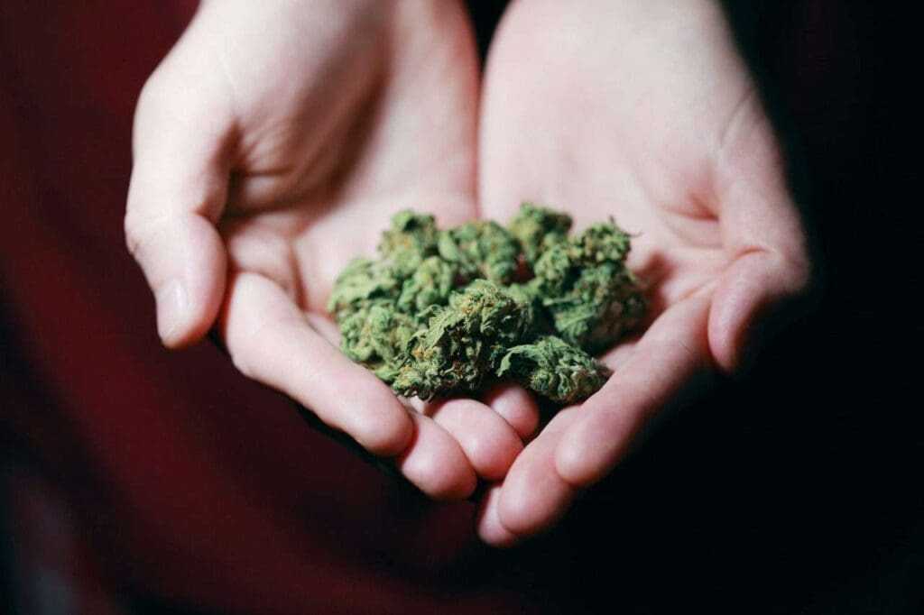 How Is Brampton Leading The Weed Industry? 1 pexels sharon mccutcheon 3676962