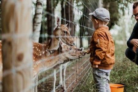 A boy feeding a deer in a Zoo in Columbus.
