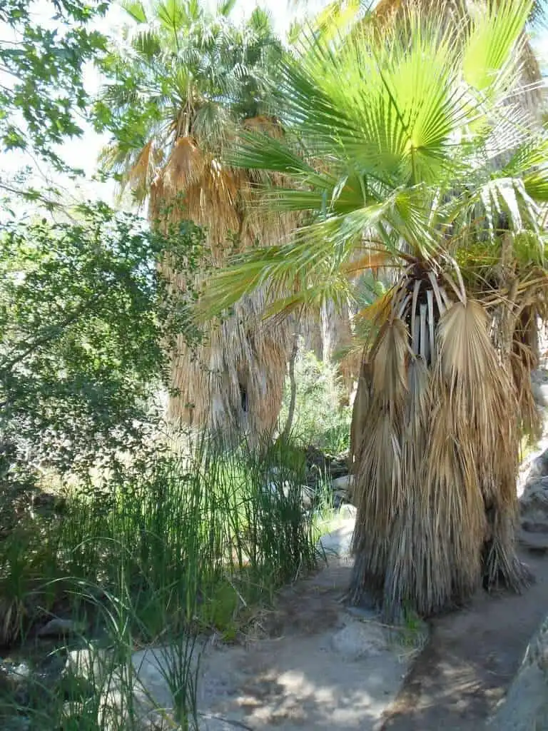 14 Fun Things To Do In Palm Springs 2 Indian Canyon Palm Springs