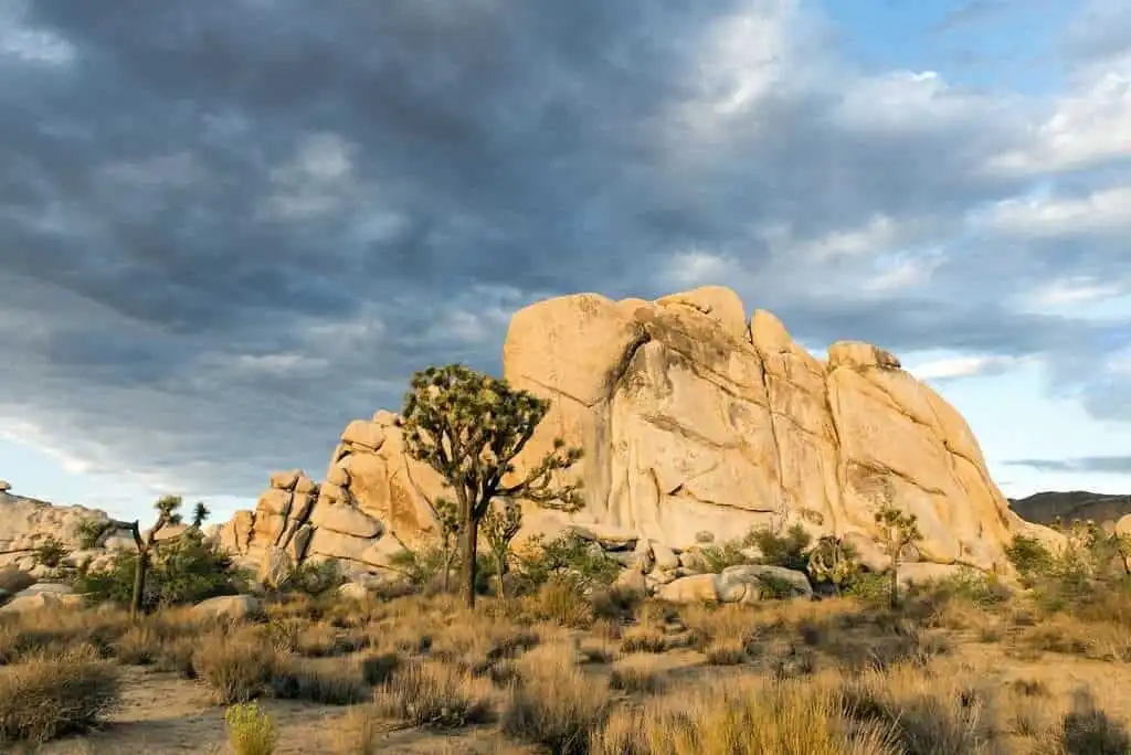 14 Fun Things To Do In Palm Springs 3 Joshua Tree National Park