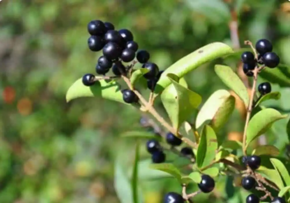 What Do Caterpillars Eat: Top 10 Things They Consume 12 Alder Buckthorn