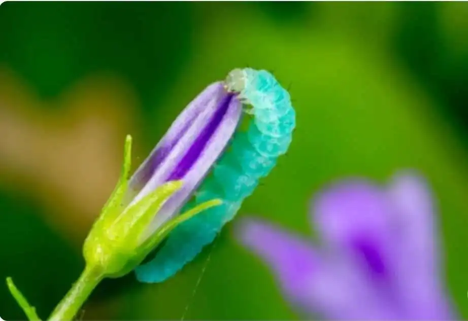 What Do Caterpillars Eat: Top 10 Things They Consume 4 Caterpillar eating flowey