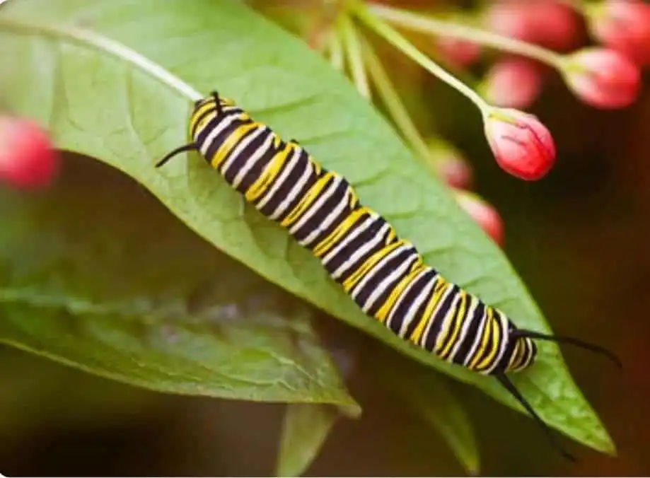 What Do Caterpillars Eat: Top 10 Things They Consume 3 Caterpillar eating leaves