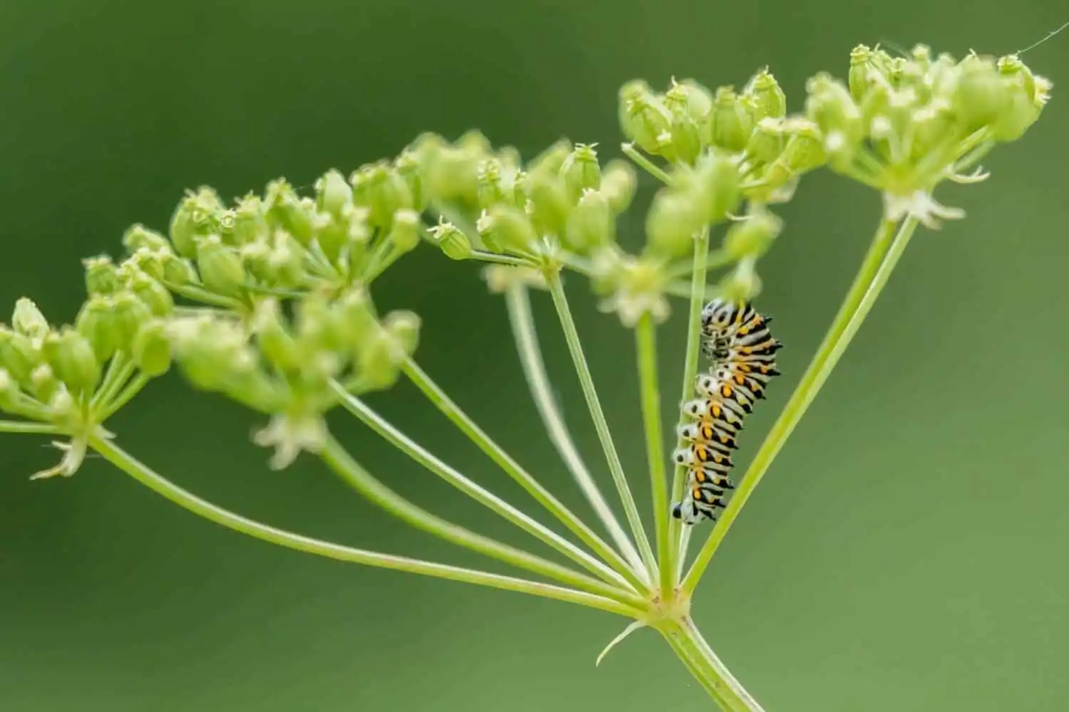 What Do Caterpillars Eat: Top 10 Things They Consume 14 Caterpillar feeding in flower buds