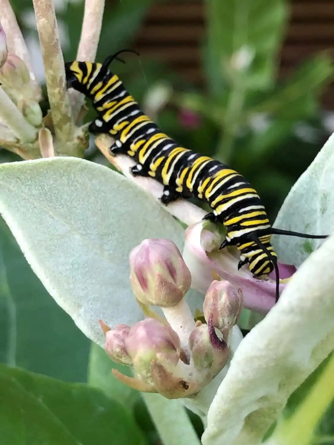 What Do Caterpillars Eat: Top 10 Things They Consume 2 Caterpillar feeding on plants