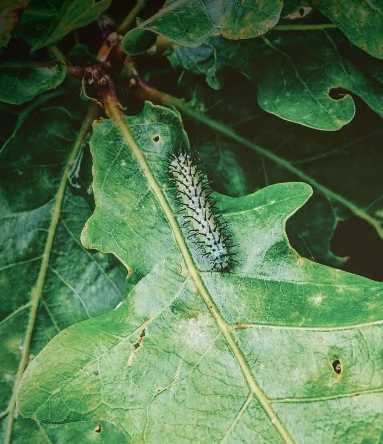What Do Caterpillars Eat: Top 10 Things They Consume 13 What do caterpillars eat