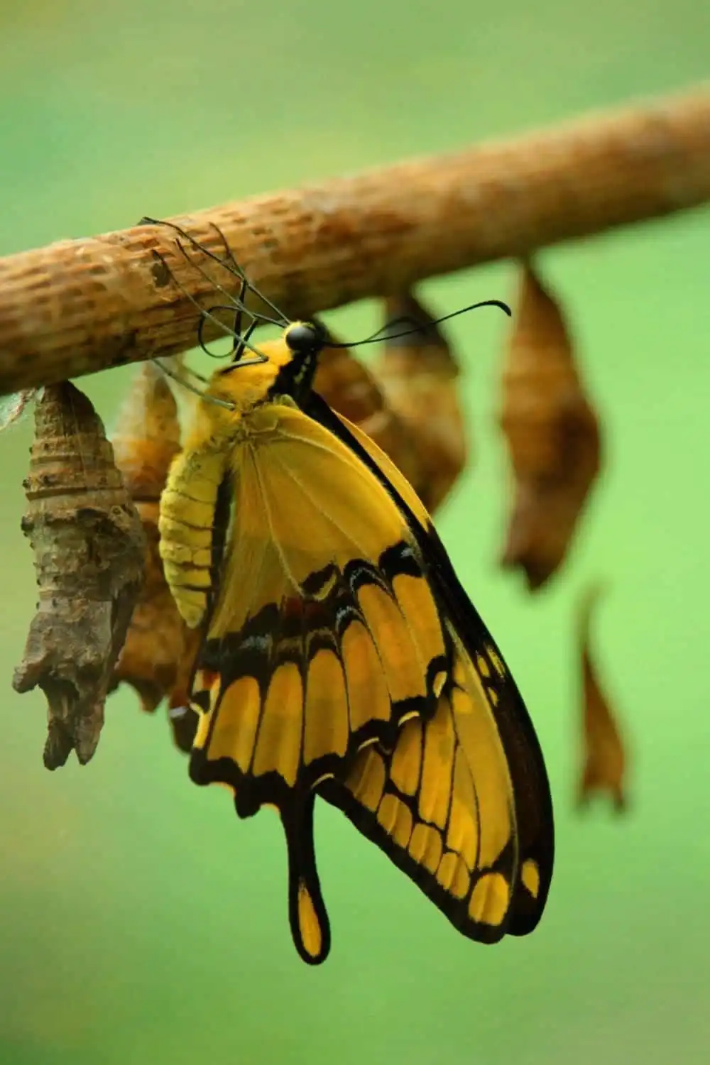 What Do Caterpillars Eat: Top 10 Things They Consume 1 Butterflies & Larvae
