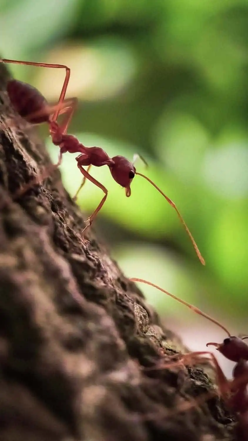 What Do Caterpillars Eat: Top 10 Things They Consume 10 Red ant